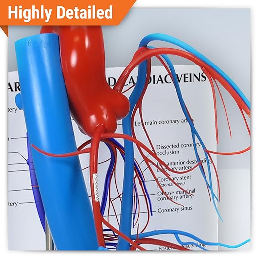 GPI Anatomicals - Coronary Arteries and Cardiac Veins Model, Replica of Cardiovascular System for Human Anatomy and Physiology Education, Anatomy Model for Doctor's Offices, Medical Learning Resources
