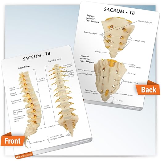 GPI Anatomicals - Sacrum T8 Spine Model with L-1 Through L-5 and T-12 Through T-8, Replica for Human Anatomy and Physiology Education, Anatomy Model for Doctor's Office, Medical Learning Resources