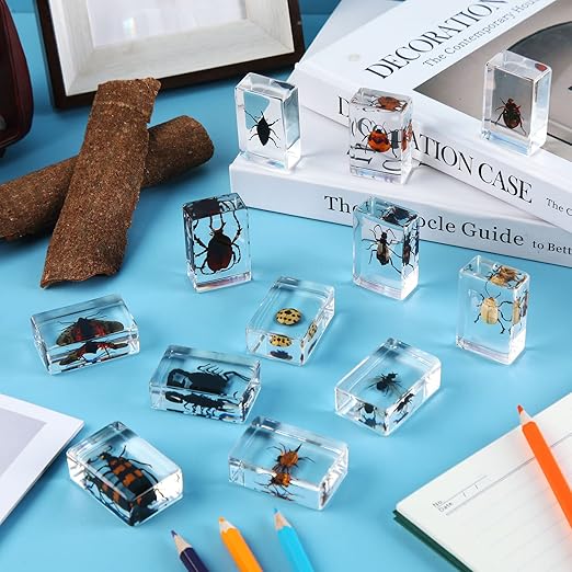 Macarrie 12 Pcs Bug Collection Kit for Kids Insect Specimens Real Specimens of Butterflies Beetles for Kids Classroom Science Education Animal Collection, Bug Preserved, Biology(Ladybug)