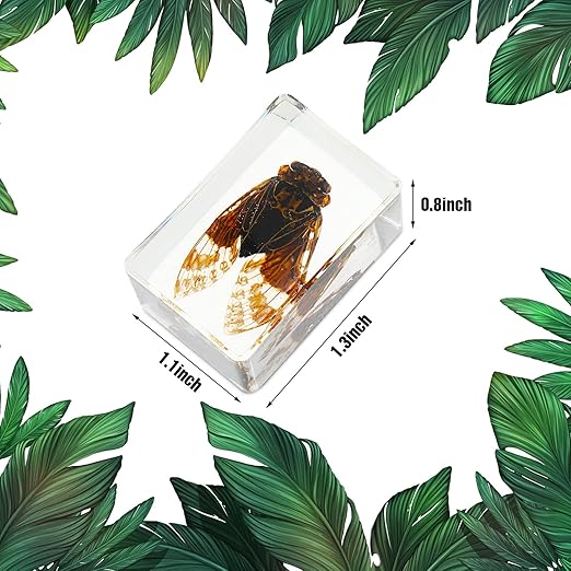 Macarrie 12 Pcs Bug Collection Kit for Kids Insect Specimens Real Specimens of Butterflies Beetles for Kids Classroom Science Education Animal Collection, Bug Preserved, Biology(Butterfly)