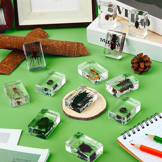 Macarrie 12 Pcs Bug Collection Kit for Kids Insect Specimens Real Specimens of Butterflies Beetles for Kids Classroom Science Education Animal Collection, Bug Preserved, Biology(Insect)