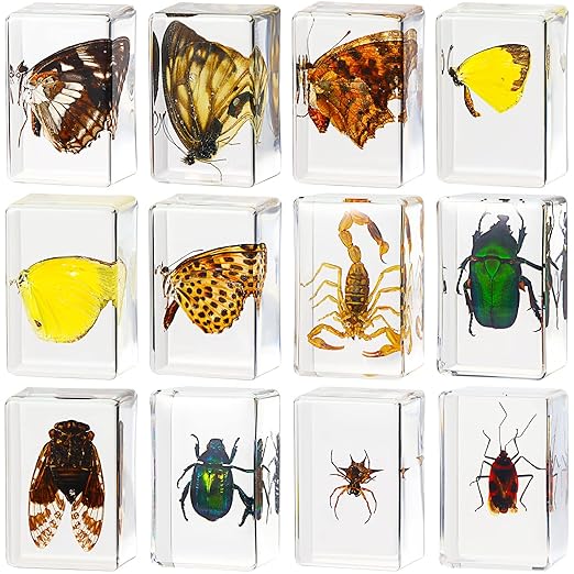 Macarrie 12 Pcs Bug Collection Kit for Kids Insect Specimens Real Specimens of Butterflies Beetles for Kids Classroom Science Education Animal Collection, Bug Preserved, Biology(Butterfly)