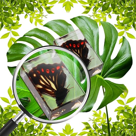 Macarrie 12 Pcs Bug Collection Kit for Kids Insect Specimens Real Specimens of Butterflies Beetles for Kids Classroom Science Education Animal Collection, Bug Preserved, Biology(Glowworm)