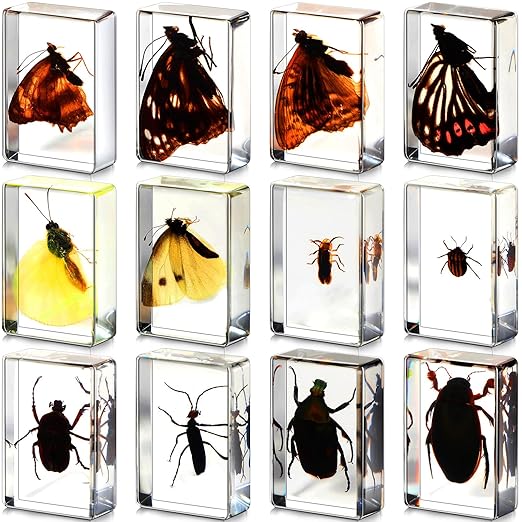 Macarrie 12 Pcs Bug Collection Kit for Kids Insect Specimens Real Specimens of Butterflies Beetles for Kids Classroom Science Education Animal Collection, Bug Preserved, Biology(Glowworm)