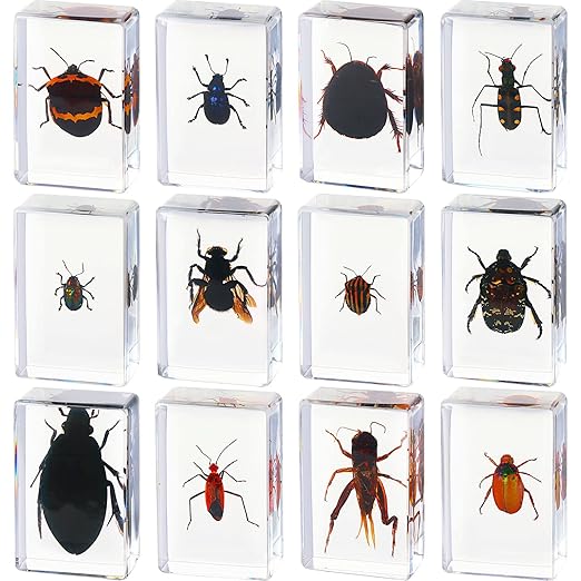 Macarrie 12 Pcs Bug Collection Kit for Kids Insect Specimens Real Specimens of Butterflies Beetles for Kids Classroom Science Education Animal Collection, Bug Preserved, Biology(Cricket)