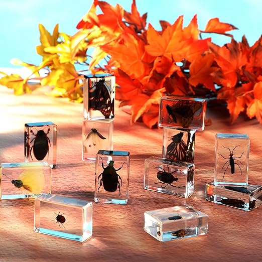Macarrie 12 Pcs Bug Collection Kit for Kids Insect Specimens Real Specimens of Butterflies Beetles for Kids Classroom Science Education Animal Collection, Bug Preserved, Biology(Glowworm)