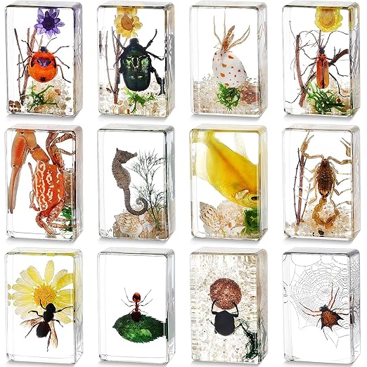 Macarrie 12 Pcs Bug Collection Kit for Kids Insect Specimens Real Specimens of Butterflies Beetles for Kids Classroom Science Education Animal Collection, Bug Preserved, Biology(Scenery)