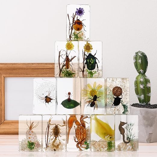 Macarrie 12 Pcs Bug Collection Kit for Kids Insect Specimens Real Specimens of Butterflies Beetles for Kids Classroom Science Education Animal Collection, Bug Preserved, Biology(Scenery)