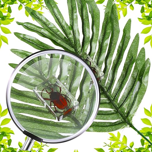 Macarrie 12 Pcs Bug Collection Kit for Kids Insect Specimens Real Specimens of Butterflies Beetles for Kids Classroom Science Education Animal Collection, Bug Preserved, Biology(Ladybug)