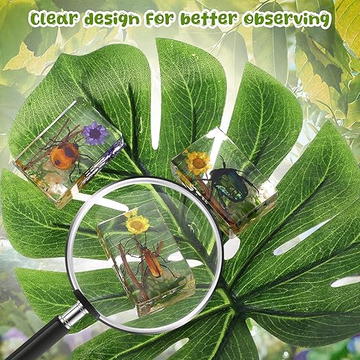 Macarrie 12 Pcs Bug Collection Kit for Kids Insect Specimens Real Specimens of Butterflies Beetles for Kids Classroom Science Education Animal Collection, Bug Preserved, Biology(Scenery)