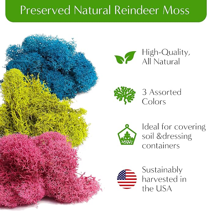 Terrarium Kit – DIY Terrarium Kit for Succulents, Cacti & Air Plants, Includes Premium Soil, Moss, Pebbles & Tools, Plant Starter Kit, Closed Terrarium Supplies, Handmade in USA